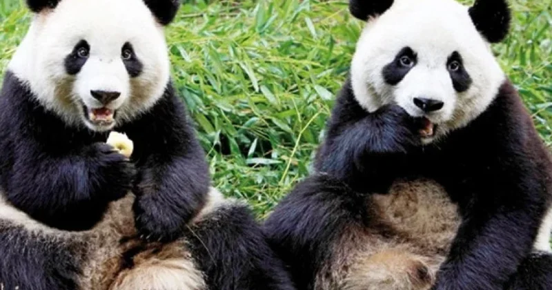 Tokio zooparkı pandalarını itirmək təhlükəsi ilə üzləşib