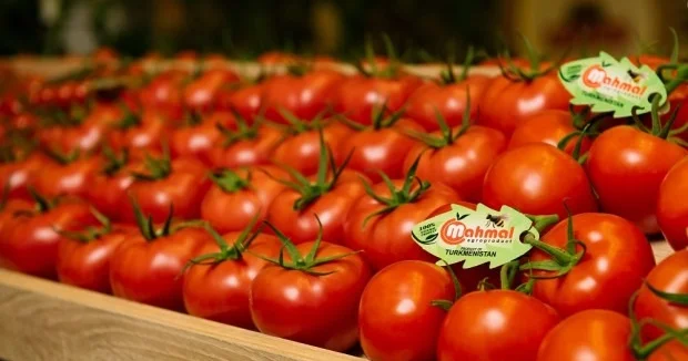 “Pomidorun yalnız 10 15 faizi emala yönəldilir” KONKRET
