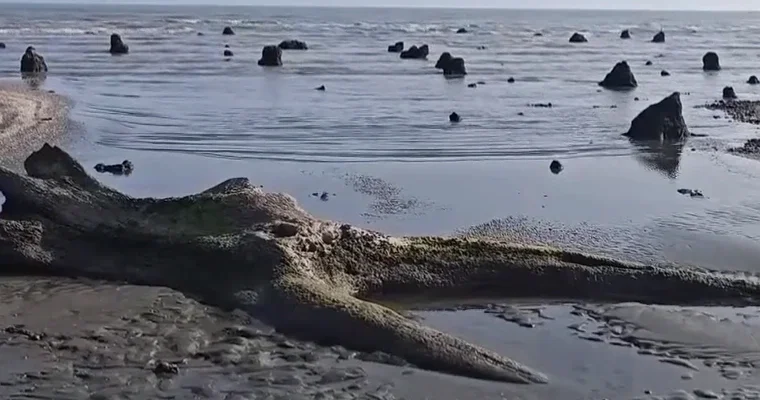 Ənvər Əliyev: Dənizin altından yalnız meşələr deyil, zavod qalıqları da çıxa bilər