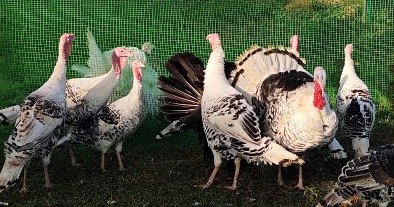 Biləsuvarda 5 ci Hind quşu festivalı keçirilib