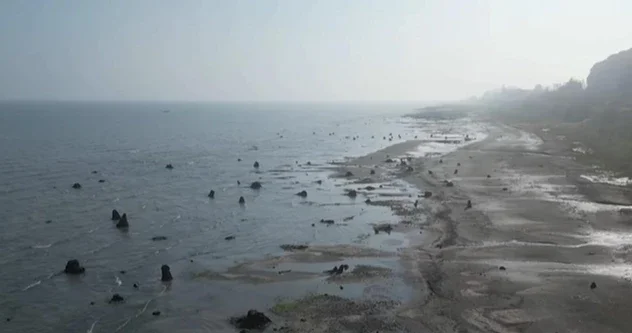 Древний лес обнажился после падения уровня Каспия у берегов Азербайджана