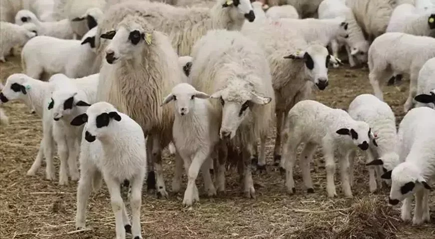 Şəhərdə həyəcan: Çiçək xəstəliyi aşkar edilib, heyvanların hərəkəti dayandırılıb