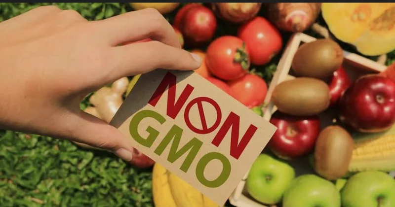 Azərbaycanda GMO məhsulları varmı ? ARAŞDIRMA