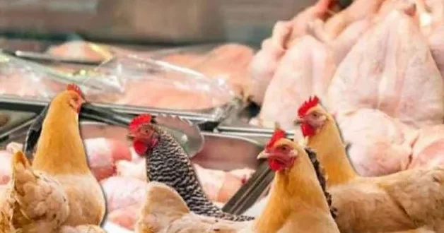 Kənd toyuğu, yoxsa broyler toyuğu yeyək? Qida eksperti SİRLƏRİ AÇDI