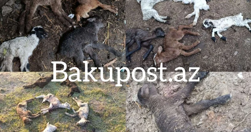 20 min manat tələbi, bir ailəyə qarşı zorakılıq və... Şirvan Milli Parkında dəhşətli mənzərə