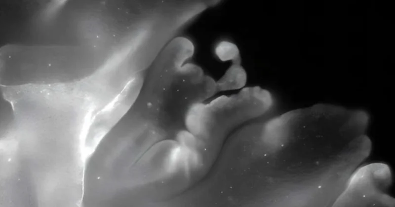 Ученые показали животное, способное складываться подобно оригами