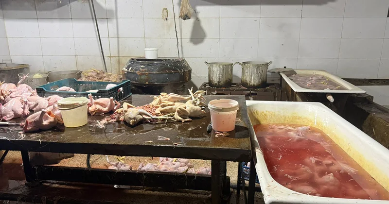 Rəngləyərək “kənd toyuğu” adı ilə satıblar Fotolar