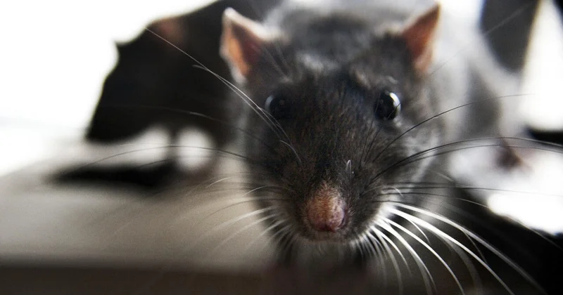 Təyyarəyə siçovul girdi, 36 saat AXTARDILAR VİDEO