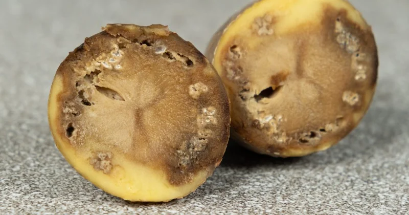 Cinsi orqanına kartof yerləşdirdi Tibbi cahillik