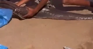 Мурена атаковала туриста в Египте ВИДЕО