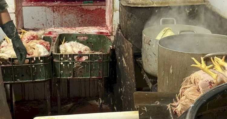 Kənd toyuğu sanıb alırdıq: gerçək başqa imiş FOTOLAR