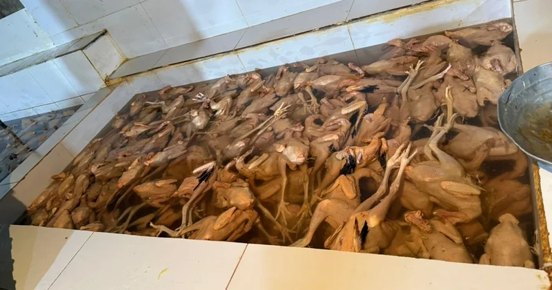 АПБА пресекло деятельность незаконной птицебойни в Хырдалане