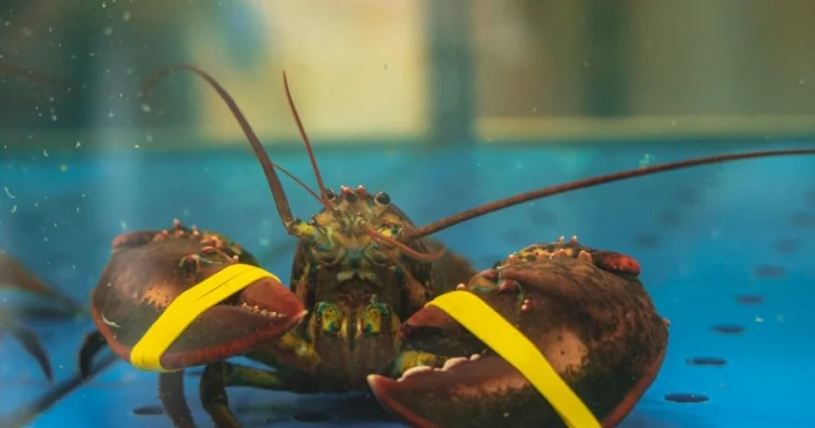 İngiltərədə xərçəngkimilərin qaynar suda bişirilməsi qadağan ediləcək