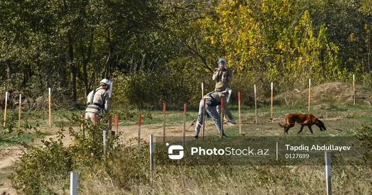 В Азербайджане животные официально будут привлекаться к разминированию территорий