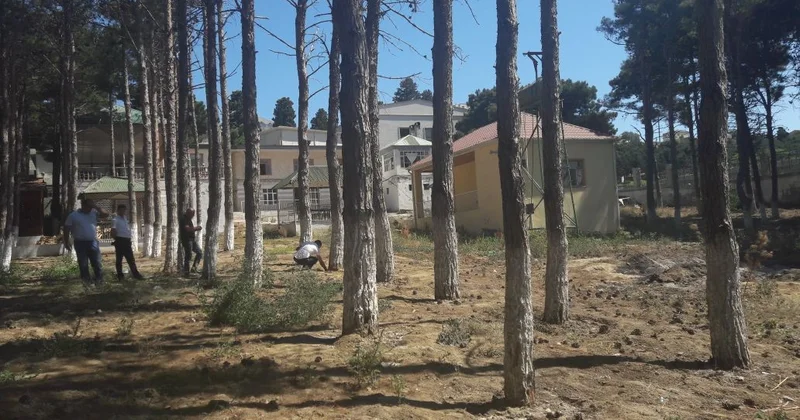 Sumqayıt bulvarında ağaclar qanunsuz kəsilib? Video