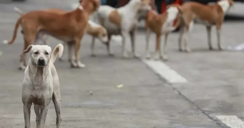 Bağdad şəhərində 19 mindən çox iti güllələyiblər