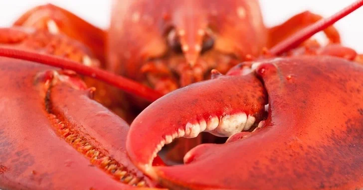 Конец жестокой кулинарии: еще в одной стране запретили варку живых ракообразных