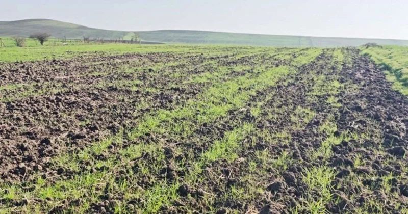 Cəlilabadda taxil sahələri üçün gözlənilməz TƏHLÜKƏ VİDEO