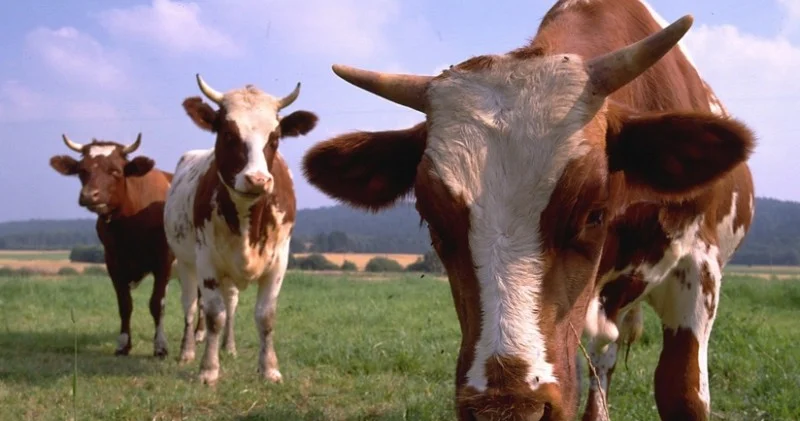 Dabaq xəstəliyinə qarşı 9,5 milyon manatlıq peyvənd alınacaq