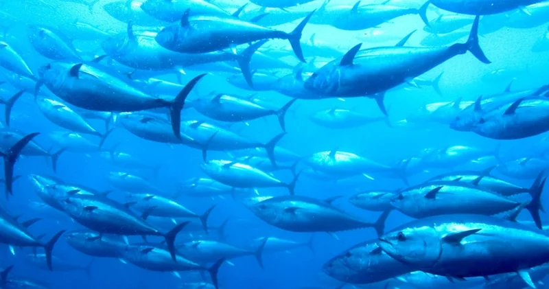 Balıqların kralı hansı növdür? Maraqlı fakt