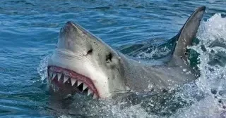 В заливе Монтеррея акула убила участницу группового заплыва