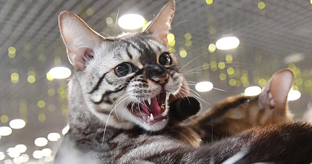 Alimlər pişiklərlə ünsiyyət qurmağın sadə bir yolunu kəşf ediblər.