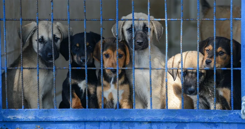 В Азербайджане утверждены нормы и правила для приютов для бездомных животных