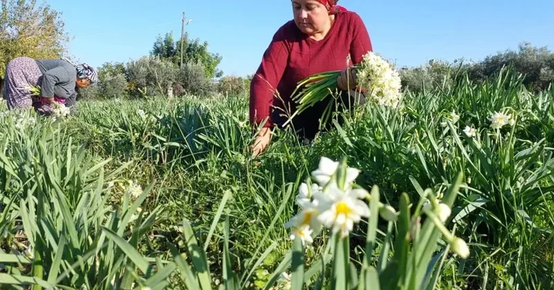EŞQ ÇİÇƏYİ nərgizlər erkən çiçəkləyib
