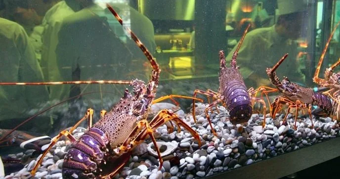 Великобритания запретит приготовление живых лобстеров и крабов в кипятке