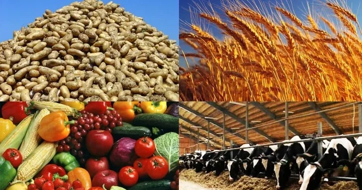 Азербайджан и Турция развивают аграрное сотрудничество для регионального экспорта