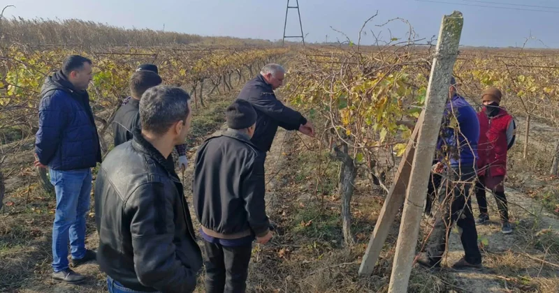 Qax və Salyanda “Üzüm bağlarında quru budama qaydaları” mövzusunda tarla seminarları keçirilib