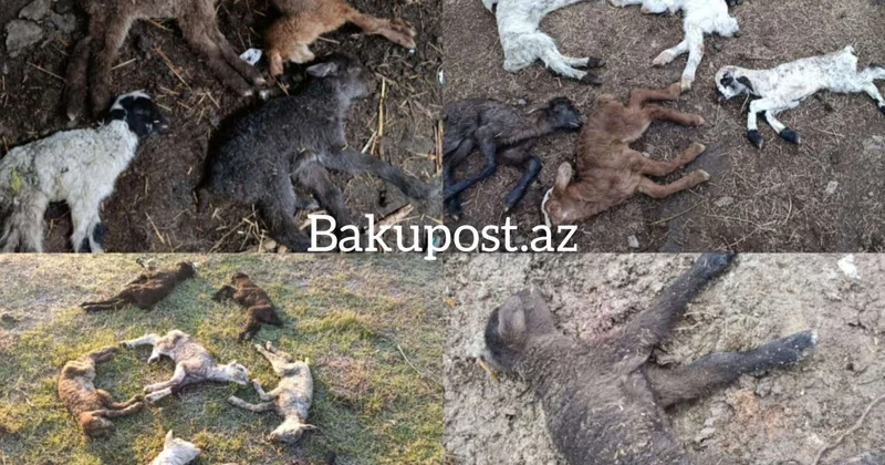 Nazirlik məhkəmə qərarını saymadı Vəzifəli şəxslərin inanılmaz vəhşiliyi VİDEO/FOTO