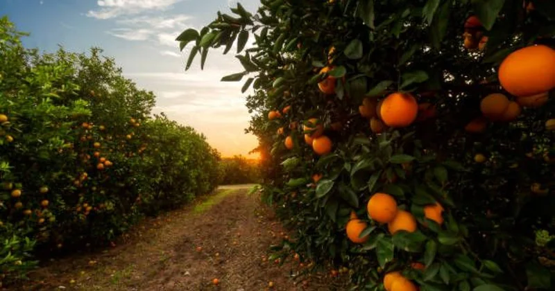 Глубокий кризис азербайджанского цитрусоводства поговорим о наших проблемах