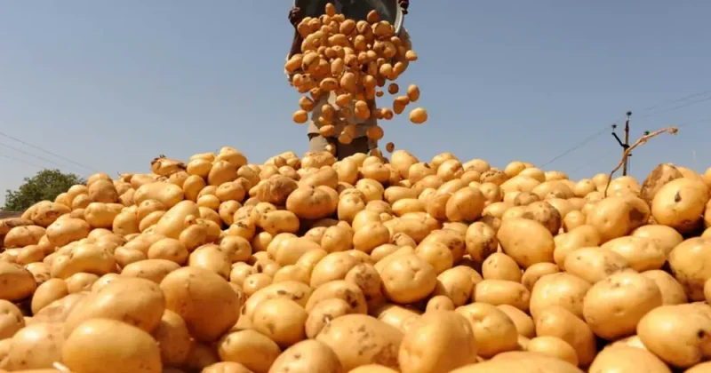 Азербайджан заработал на экспорте картофеля около 30 млн долларов