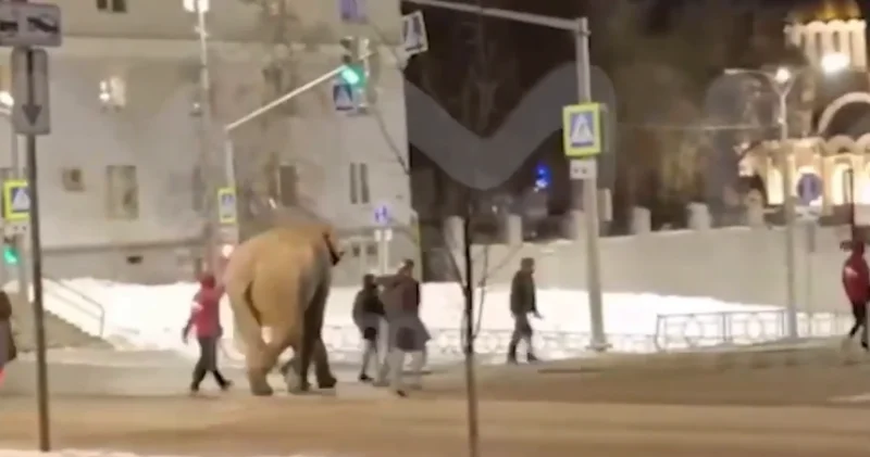 Слон сбежал из цирка в российском городе ВИДЕО