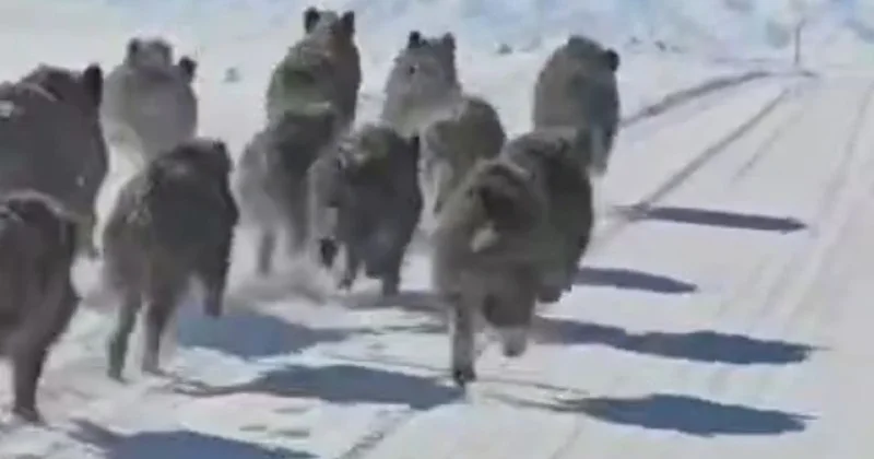 Qorxulu görüntü Sürü halında kəndə endilər