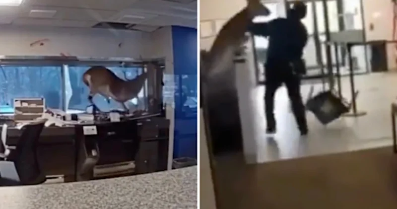 Nyu Yorkda qeyri adi hadisə: Banka soxulan maral ofisdə xaos yaratdı