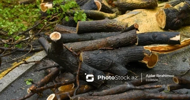 В Хатаинском районе Баку вырубили зеленую полосу: благоустройство или застройка?