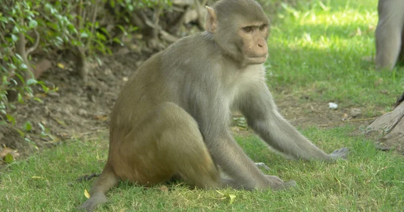 Hindistanda meymunun su quyusuna atdığı körpə sağ qaldı