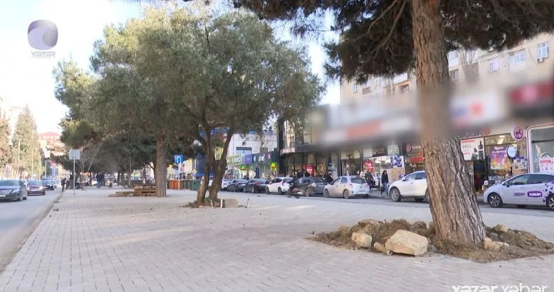 Əhmədlidə yaşıllıq məhv edilərək yerində restoran tikiləcək? VİDEO