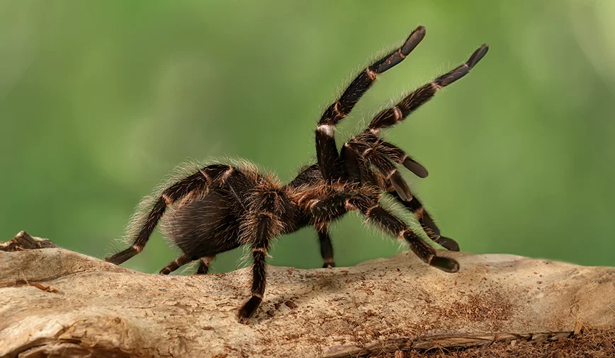 Tarantula uçuş zamanı pilotu dişləyib