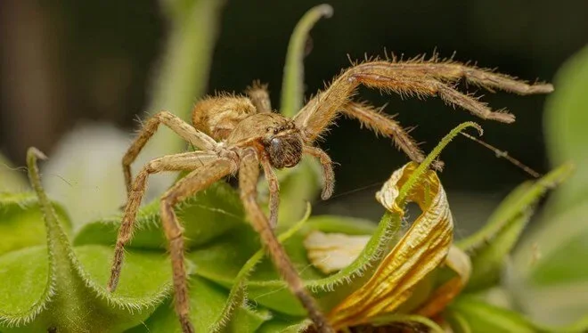 Pilotu tarantula dişlədi Sərnişinlər çaxnaşmaya DÜŞDÜ