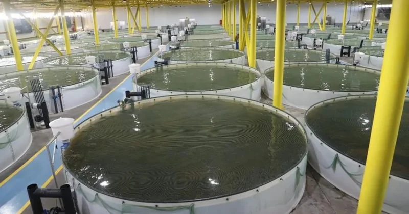 В Азербайджане за незаконный вылов рыбы наложены штрафы на 15 тыс. манатов