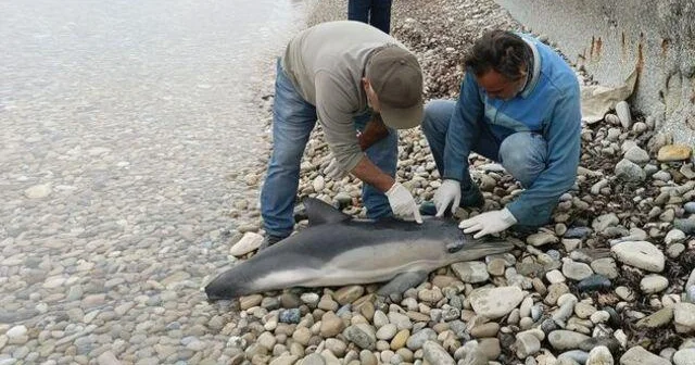 Kuşadası çimərliyində ölü delfin tapılıb FOTO