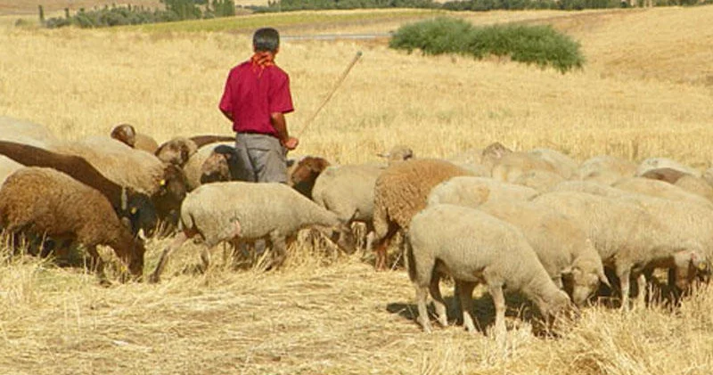 Çoban mal qara otararkən ÖLDÜ