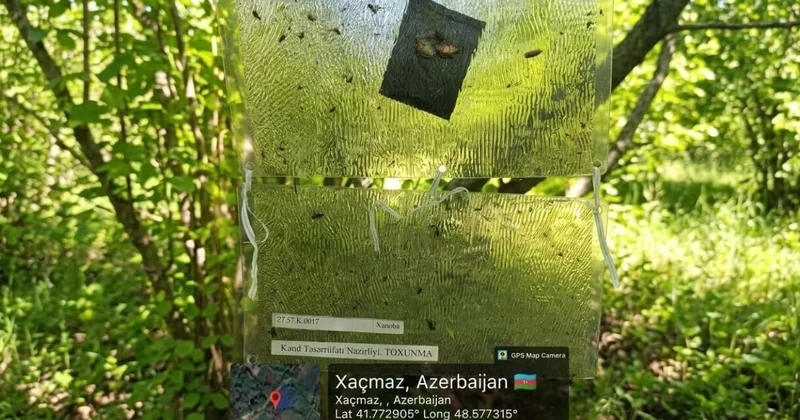 Qəhvəyi mərmər bağacığına qarşı tədbirlər davam etdirilir FOTOLAR