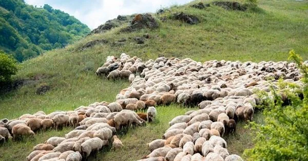 Türkiyə artırdı, Avropa lideri oldu Azərbaycanda azalır