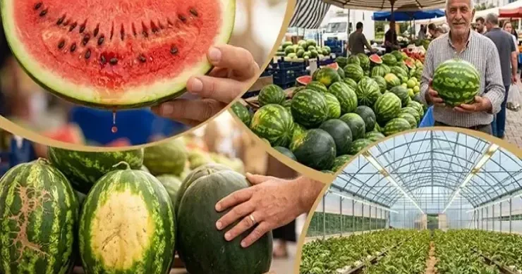 Bazara və marketlərə gəldi: Ən keyfiyyətli qarpızı necə seçmək olar?