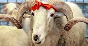Qurban bayramında bunları etməyin!