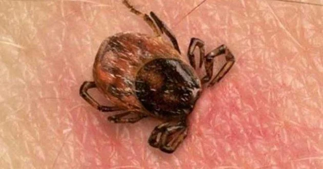 Yayın təhlükəsi: Gənələr ölümcül virus daşıya bilər